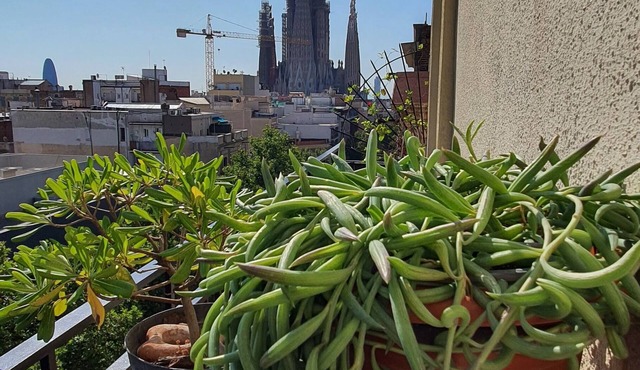 Cozy appartment & Sky view Sagrada Familia