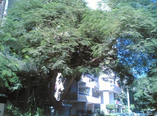Fully Equipped ,3 BR ,centrally located flat in Mohandsseen in Cairo