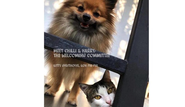 Kitty Guesthouse in Phi Phi Islands