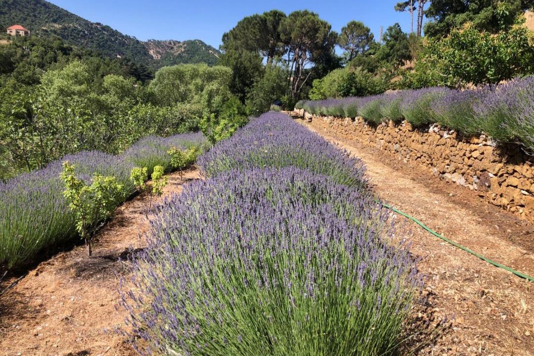 Maasser Al Chouf Bed & Breakfast | Dar el Maasser دار المعاصر