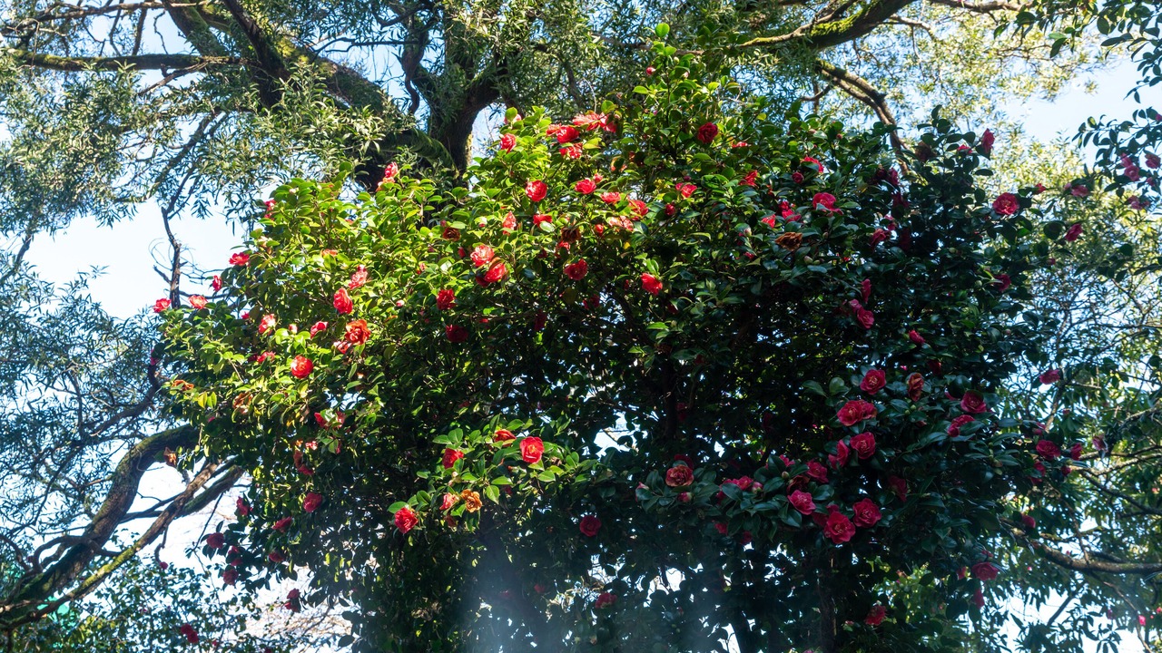 Photo of Outdoor in Sao Tiaguinho