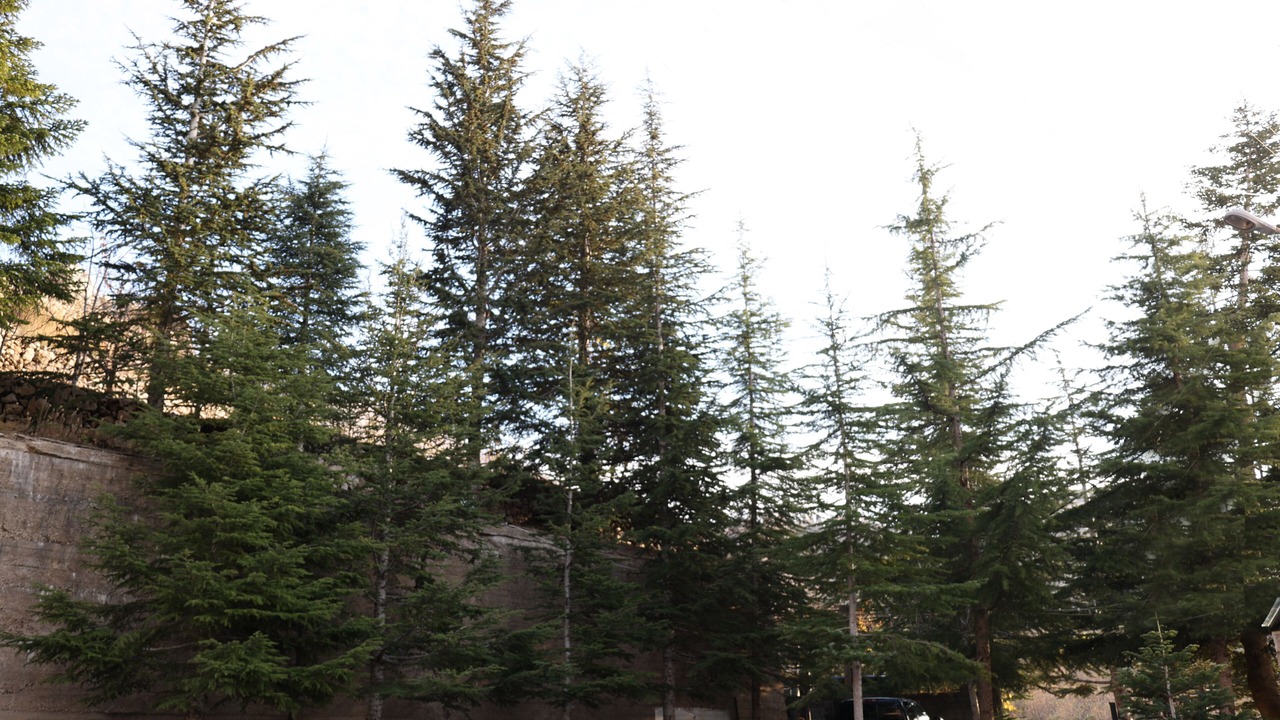 Photo of Bedroom in Kfardebian