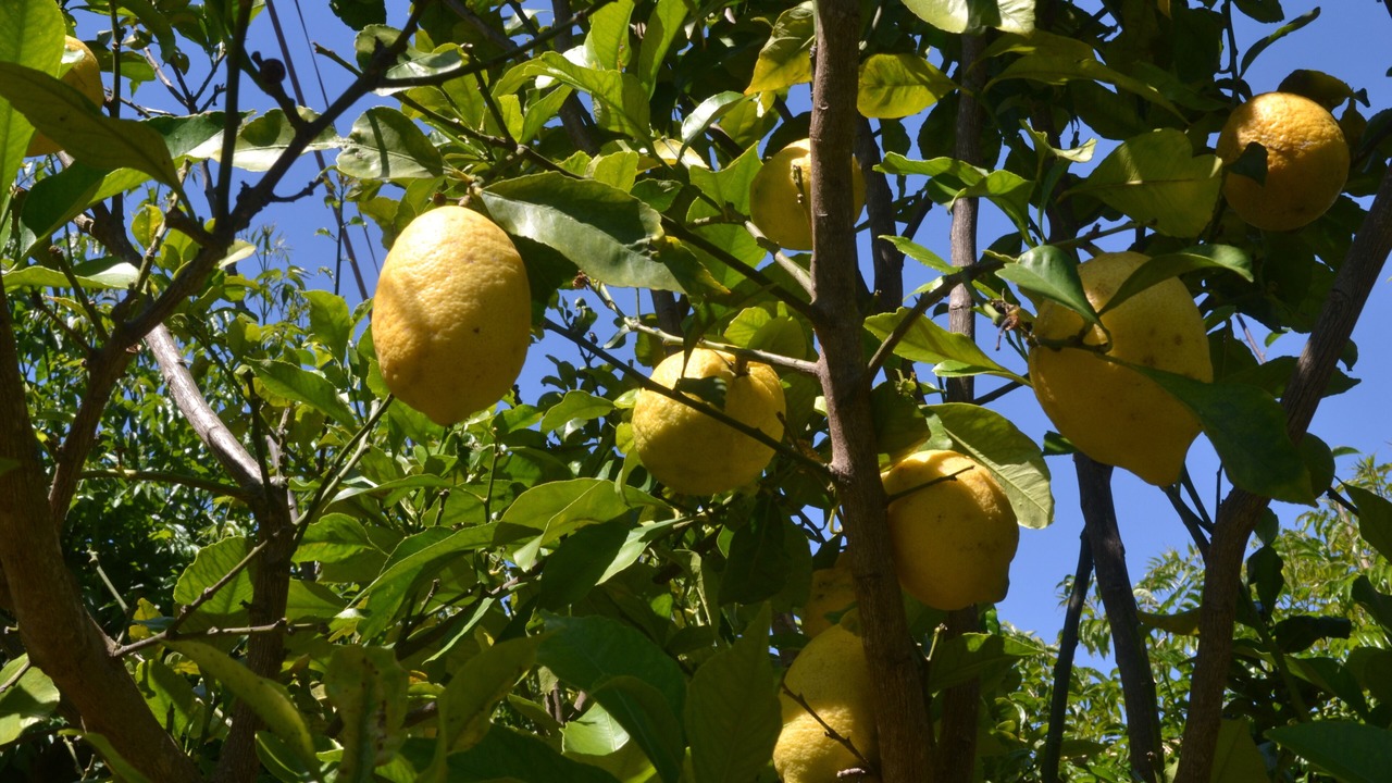 Photo of Outdoor in Quelfes
