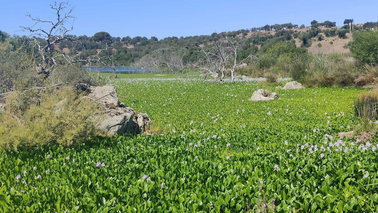 Photo of Others in Torrao
