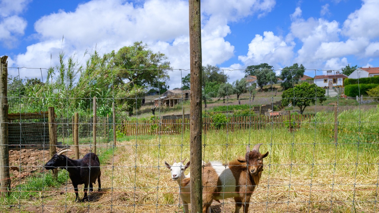 Photo of Others in Sao Luis
