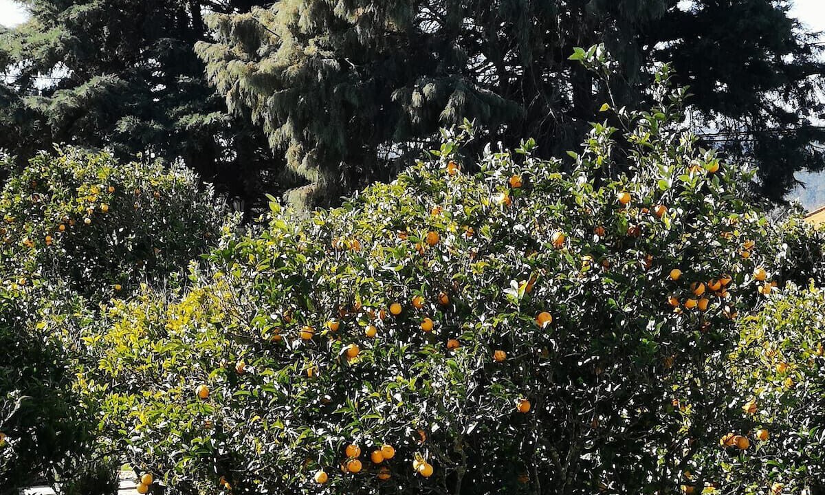 Photo of Outdoor in Aldeia de Irmaos