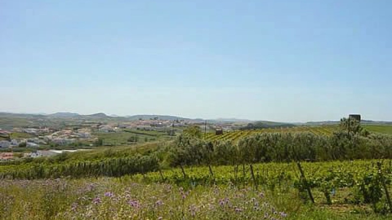 Photo of Others in Sao Pedro da Cadeira