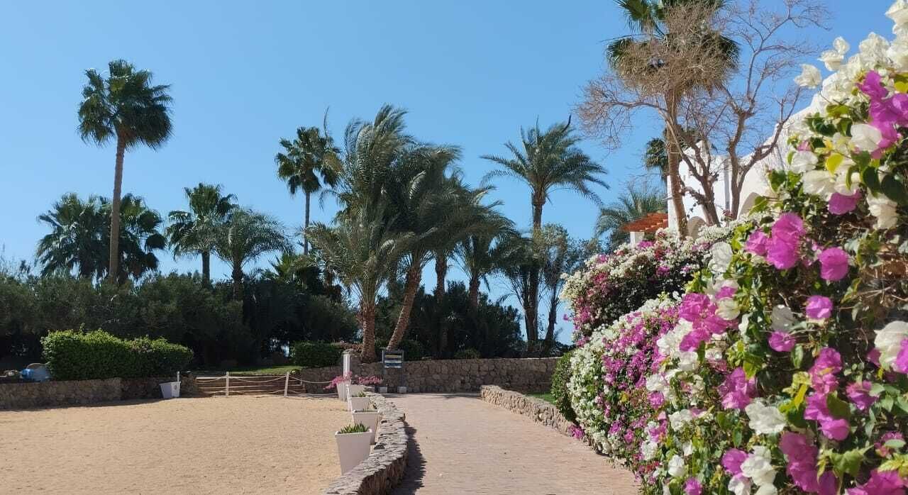 Photo of Others in Sharm El Sheikh