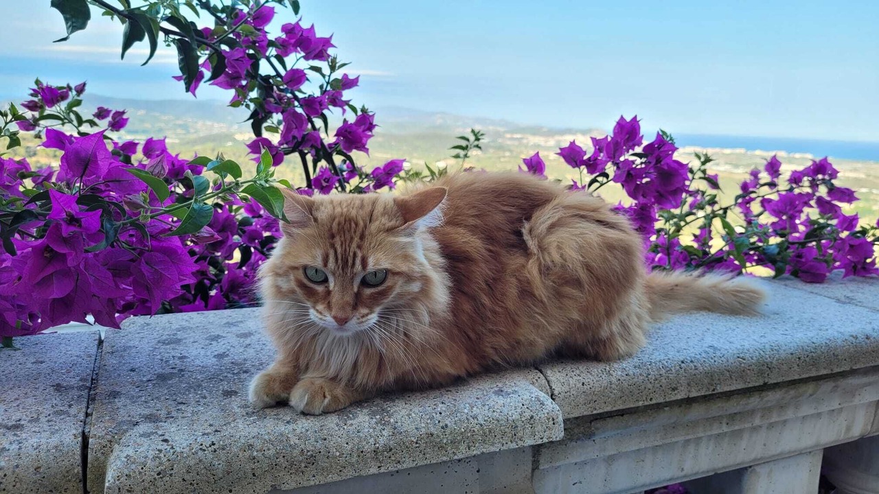 Photo of Outdoor in Palafolls
