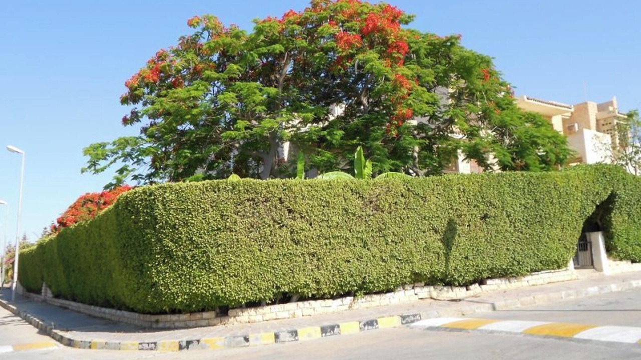 Photo of Others in Marina El Alamein