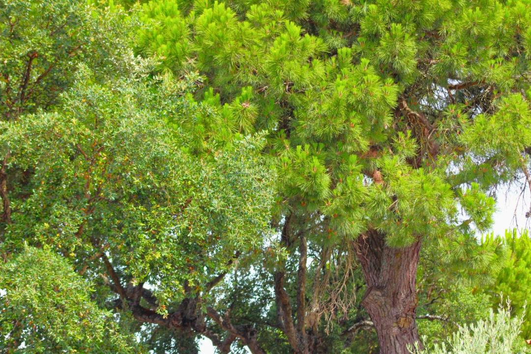Photo of Others in Faulha