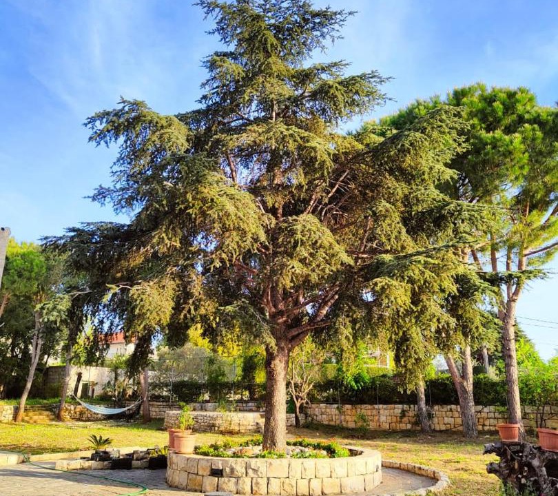 Photo of Outdoor in Koura