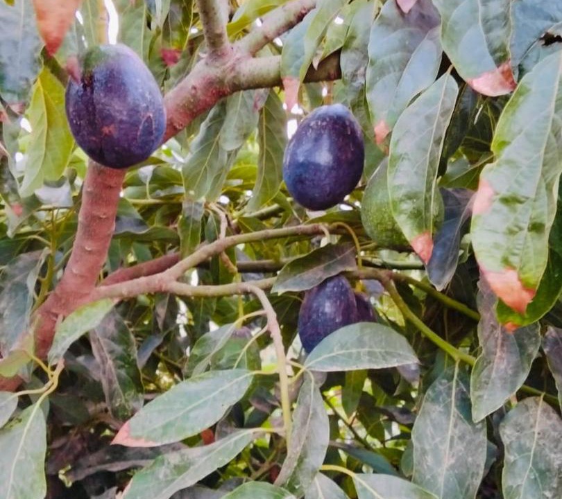 Photo of Others in Oumazza