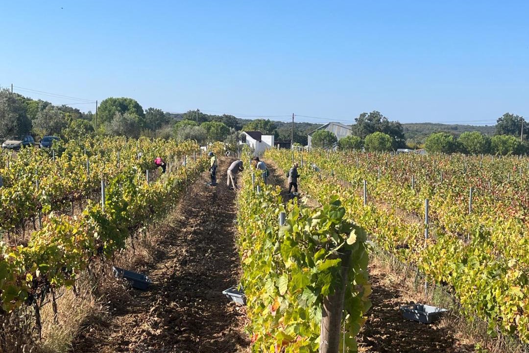 Photo of Others in Montemor-o-Novo