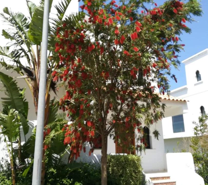 Photo of Others in Asilah