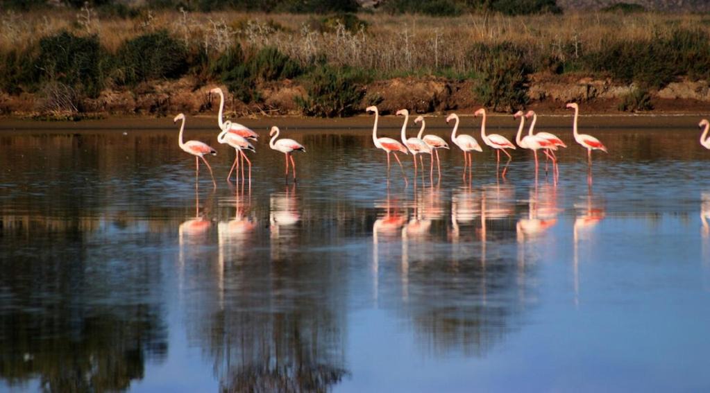 Photo of Others in Moncarapacho e Fuseta