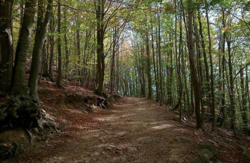 Arbucies Hotel | Hostal Montsoliu